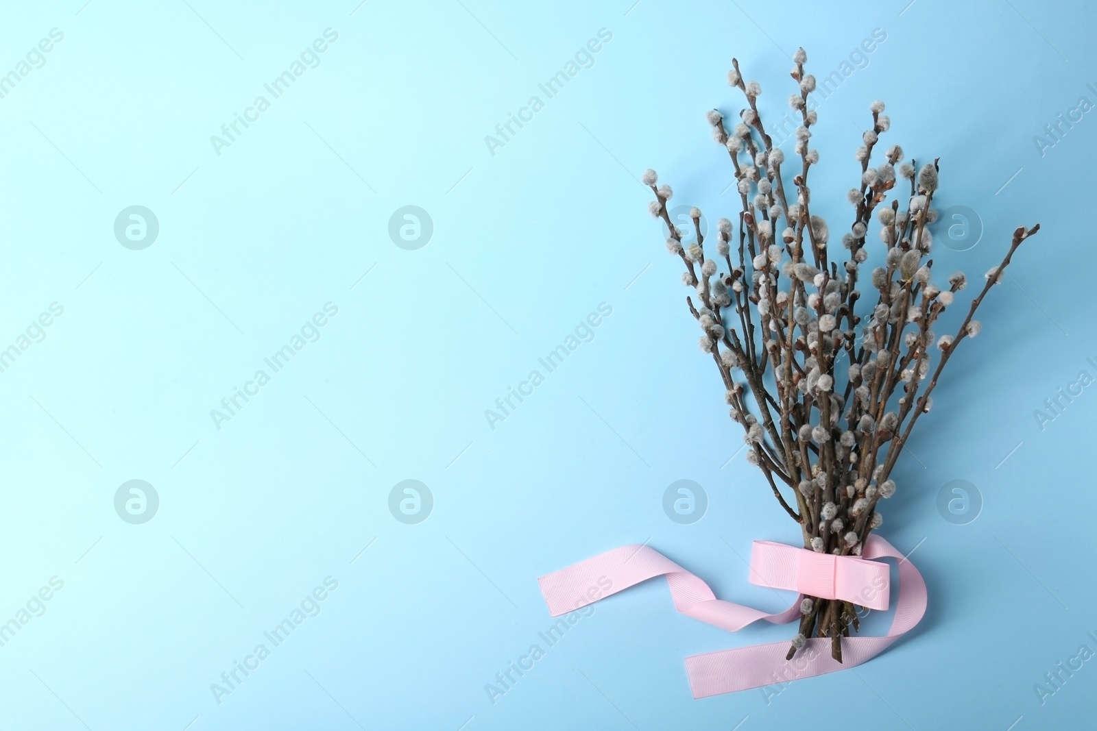 Photo of Beautiful blooming willow branches on light blue background. Space for text