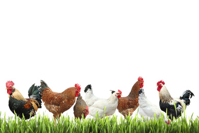 Beautiful chickens on fresh green grass against white background