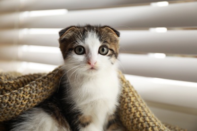 Photo of Adorable little kitten under blanket near window indoors, closeup