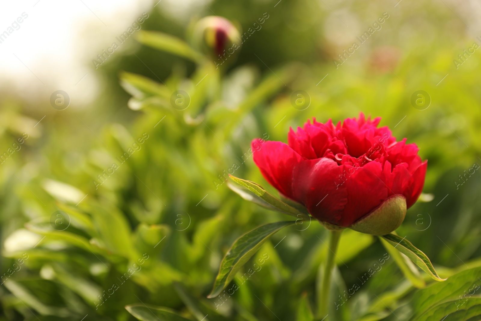 Photo of Beautiful red peony outdoors on spring day, closeup