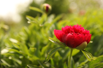 Photo of Beautiful red peony outdoors on spring day, closeup