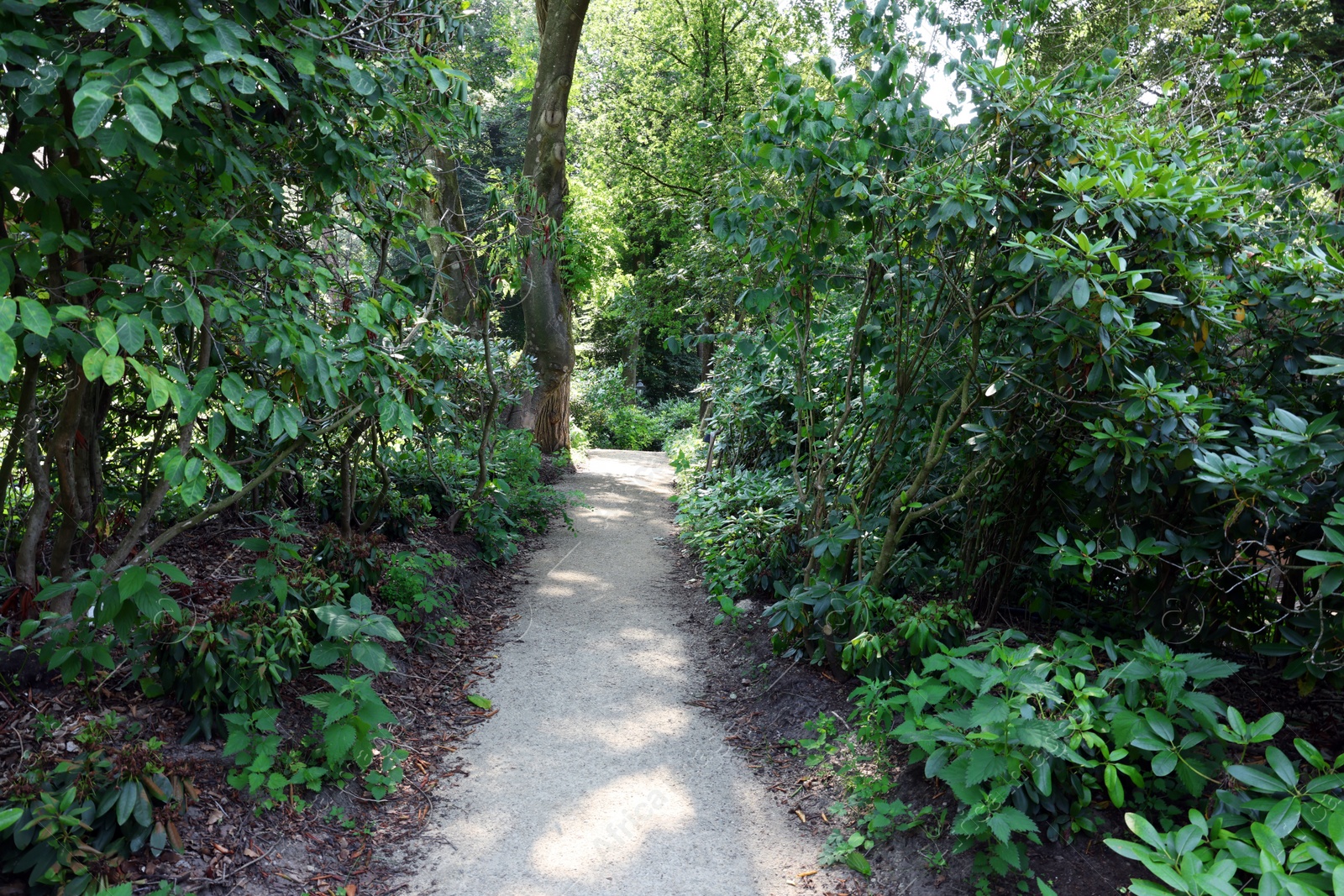 Photo of Picturesque view of path in beautiful forest