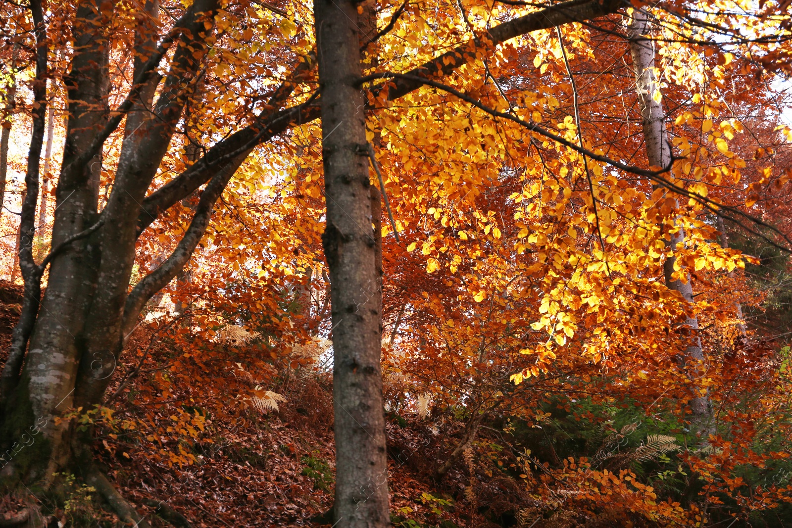 Photo of Beautiful landscape with autumn forest and fallen leaves on ground