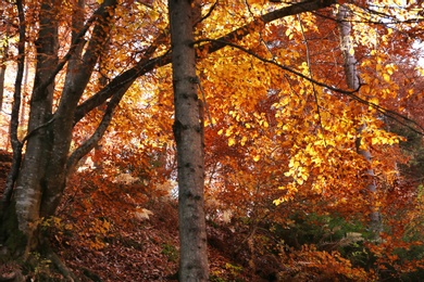 Beautiful landscape with autumn forest and fallen leaves on ground