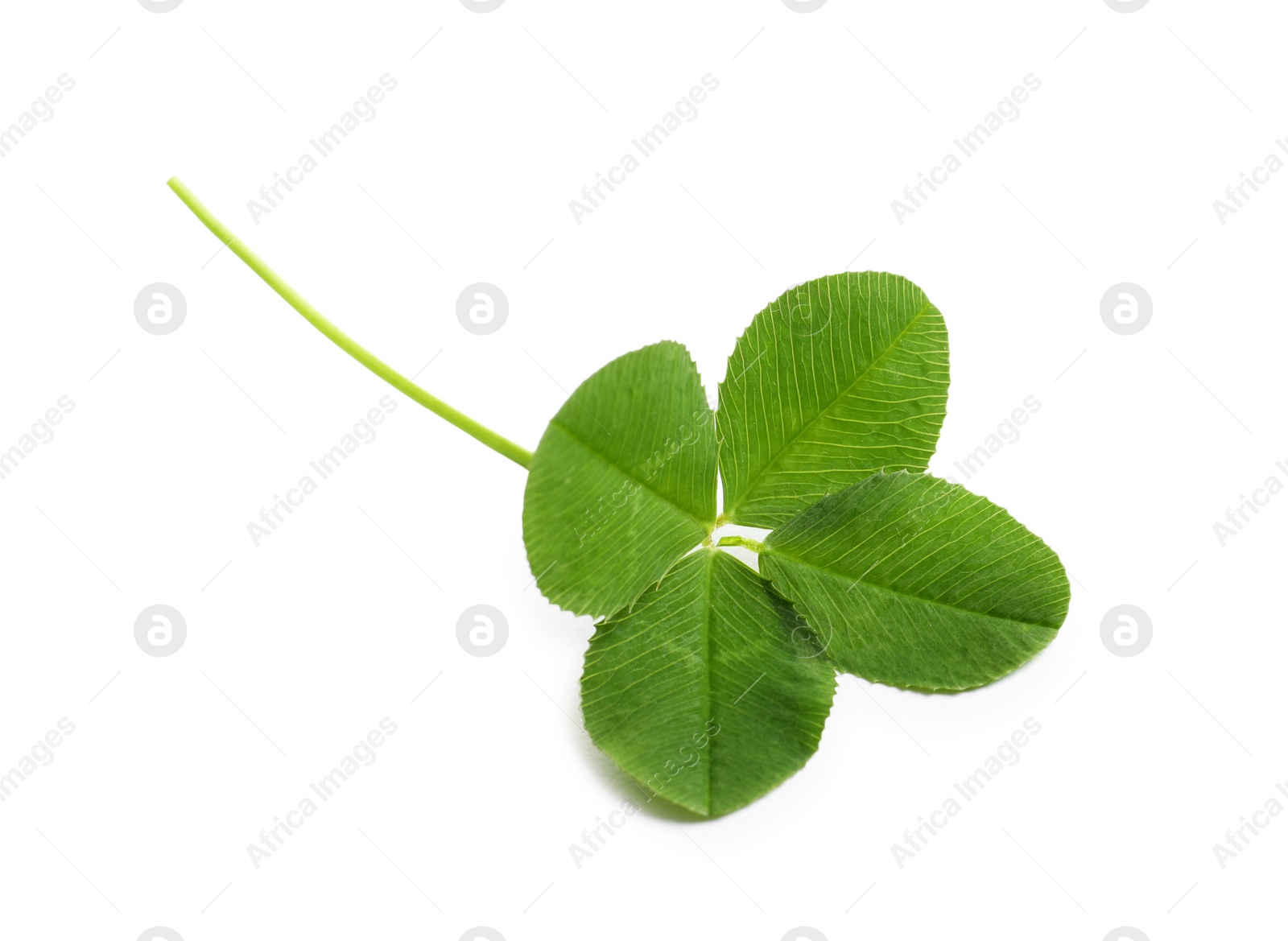 Photo of Green four-leaf clover on white background