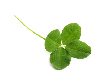 Green four-leaf clover on white background