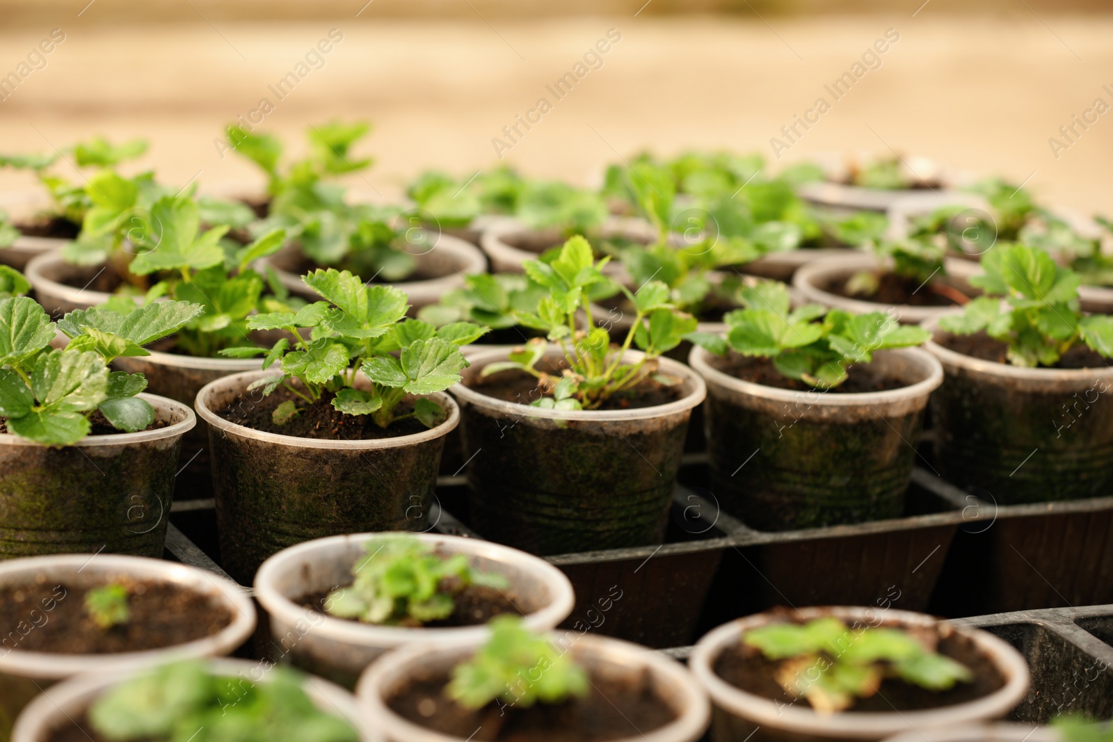 Photo of Many potted strawberry seedlings in tray on table