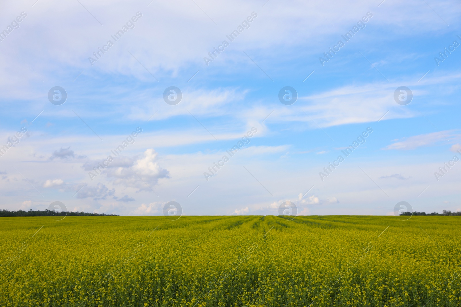 Photo of Beautiful view of blooming rapeseed field. Agriculture industry