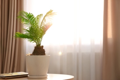 Flowerpot with tropical palm on table against window indoors