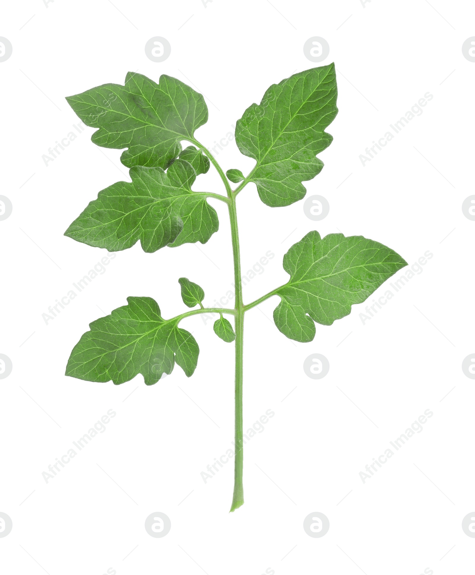 Photo of Branch of tomato plant with leaves isolated on white