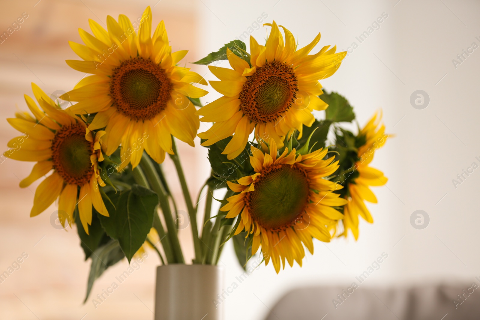Photo of Vase with beautiful yellow sunflowers in room, closeup