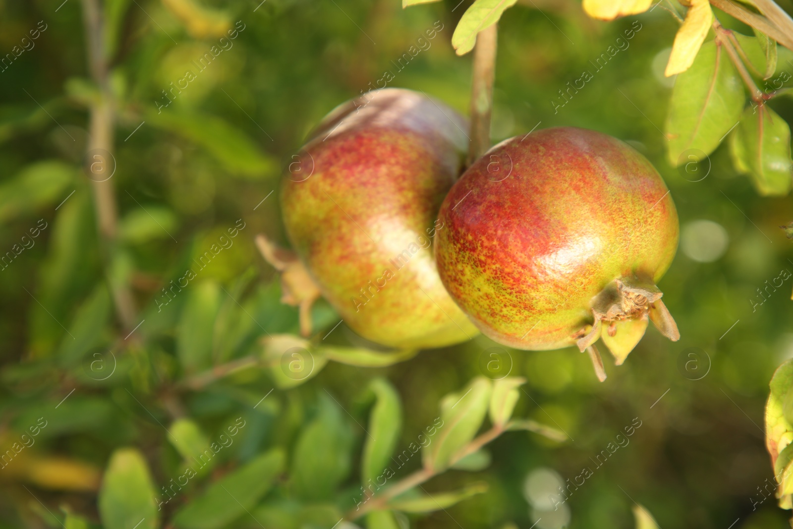 Photo of Pomegranates on tree branch in garden outdoors, closeup. Space for text