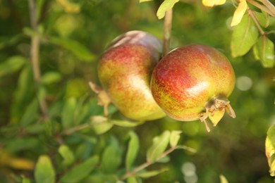 Photo of Pomegranates on tree branch in garden outdoors, closeup. Space for text