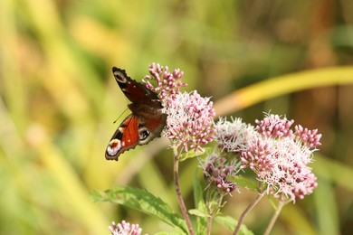 Photo of Beautiful butterfly on blooming flower outdoors, closeup