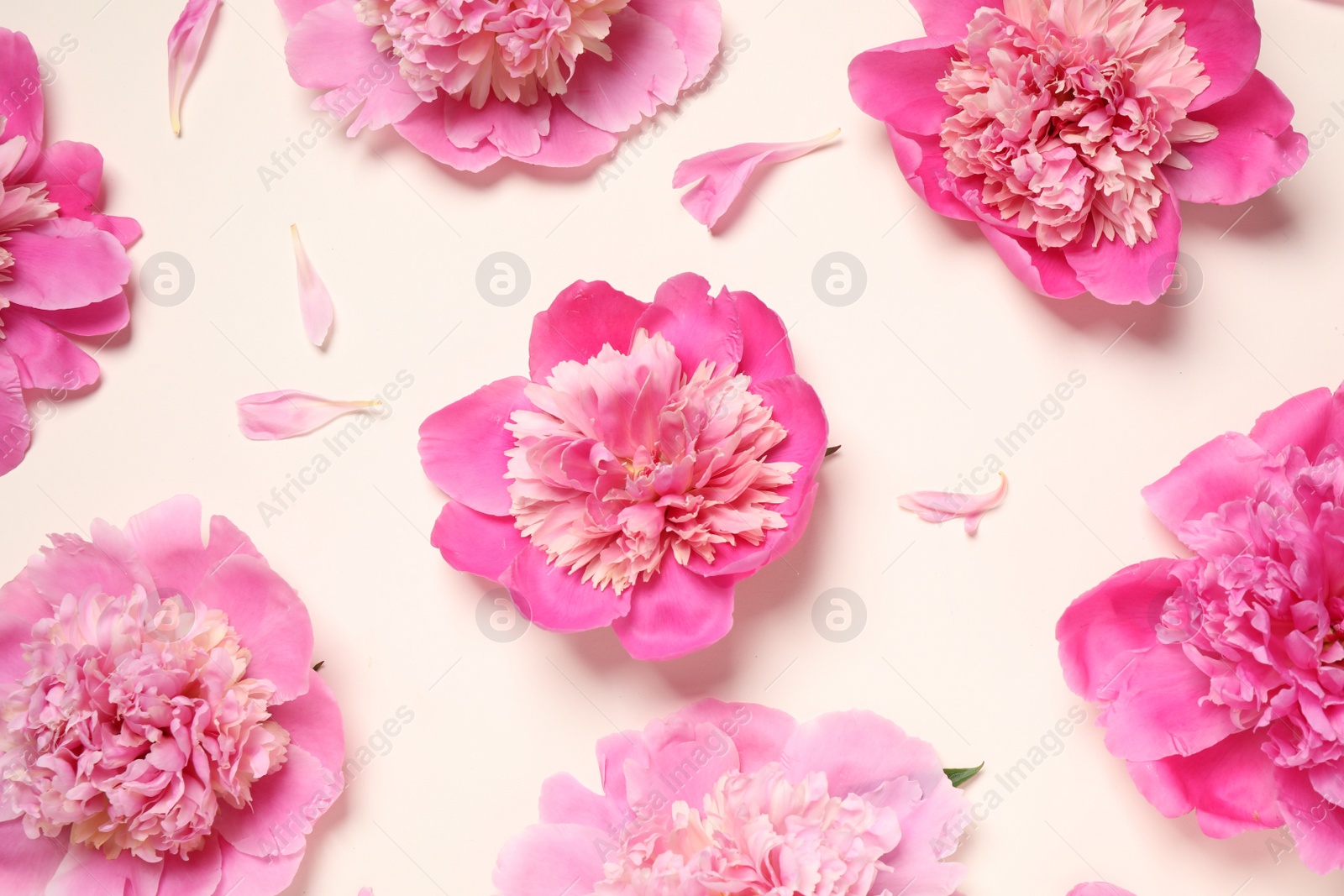 Photo of Beautiful fresh peonies on beige background, flat lay