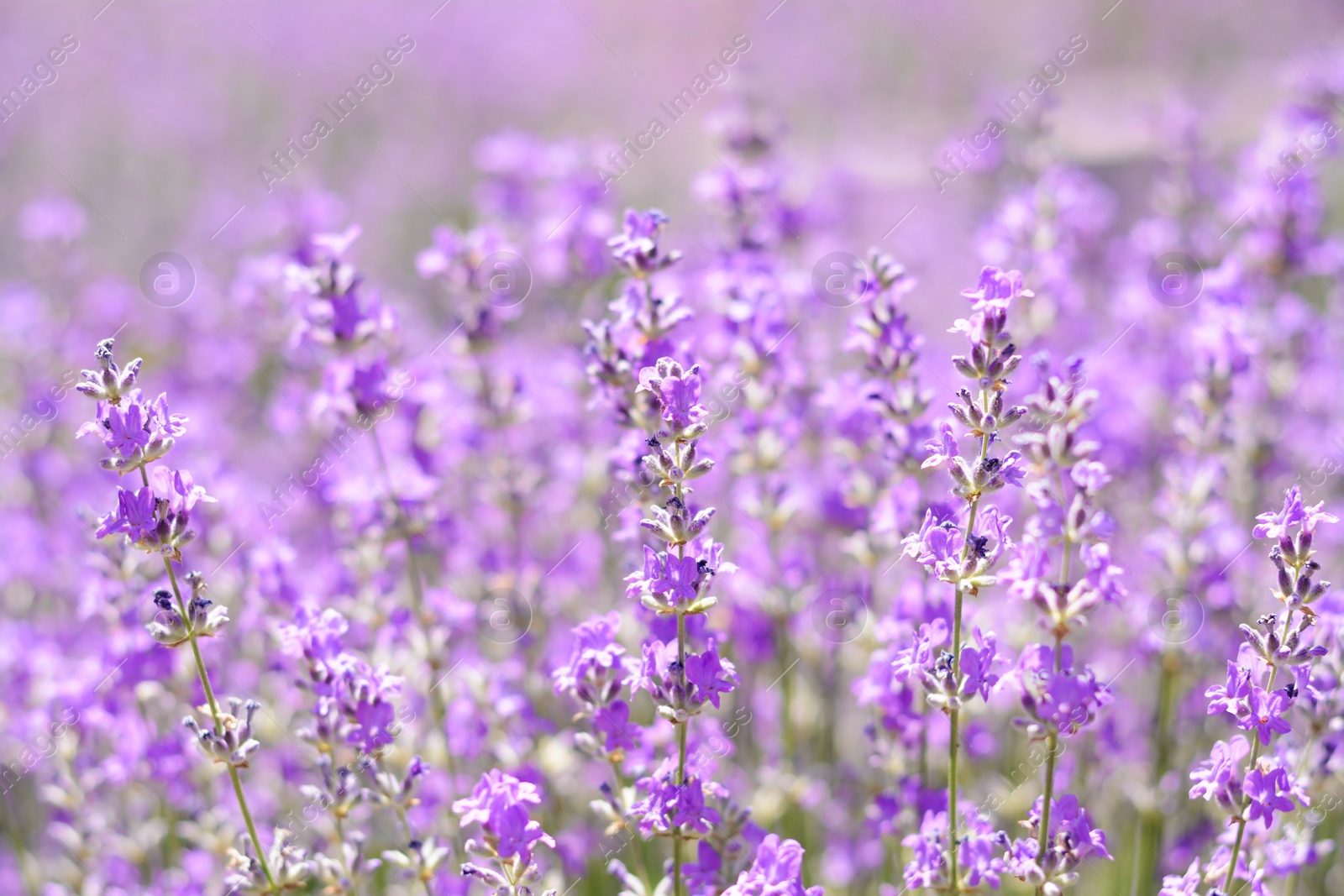 Photo of Beautiful lavender flowers growing in field, closeup