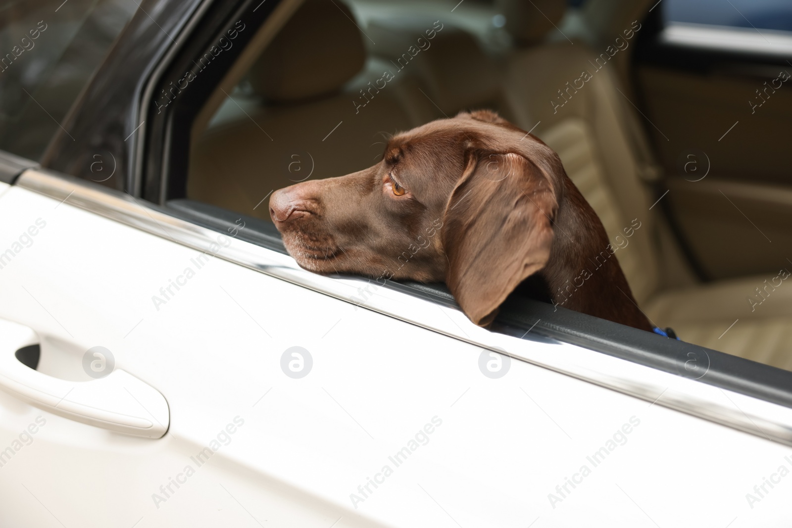 Photo of Cute German Shorthaired Pointer dog peeking out window while waiting for owner in car. Adorable pet