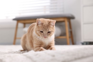 Cute ginger cat lying on floor at home