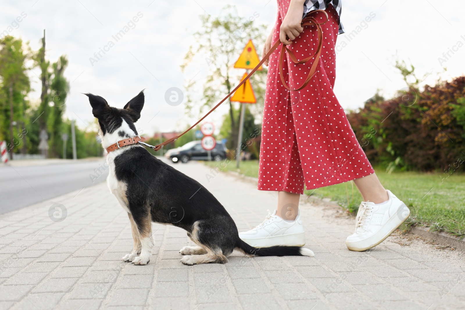 Photo of Woman walking her cute dog on city street, closeup