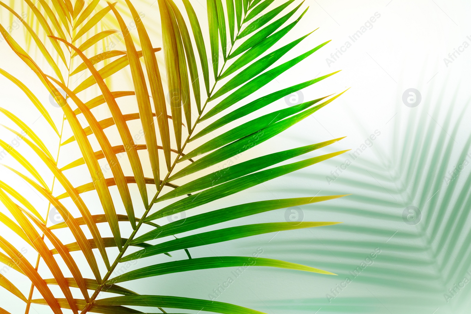 Image of Palm branches and shadow on light background, color tone effect. Summer party