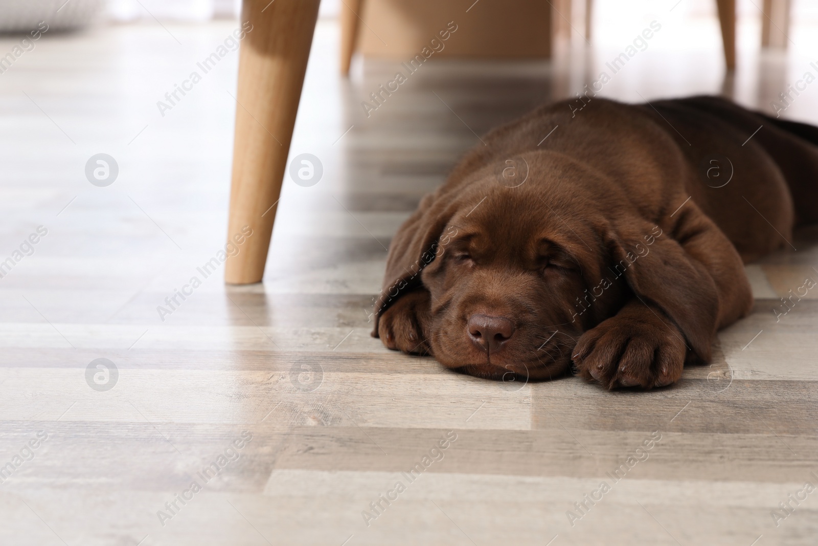 Photo of Chocolate Labrador Retriever puppy sleeping on floor at home