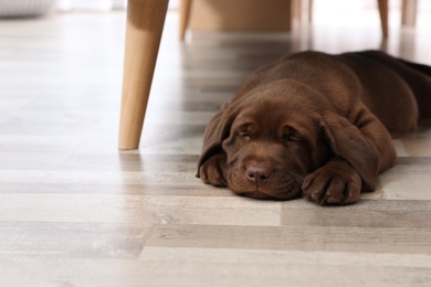 Chocolate Labrador Retriever puppy sleeping on floor at home