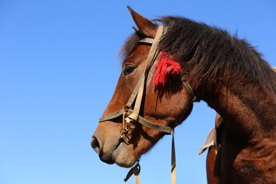 Photo of Beautiful horse with bridle against blue sky, space for text. Lovely pet
