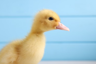 Photo of Baby animal. Portrait of cute fluffy duckling against light blue wall, closeup