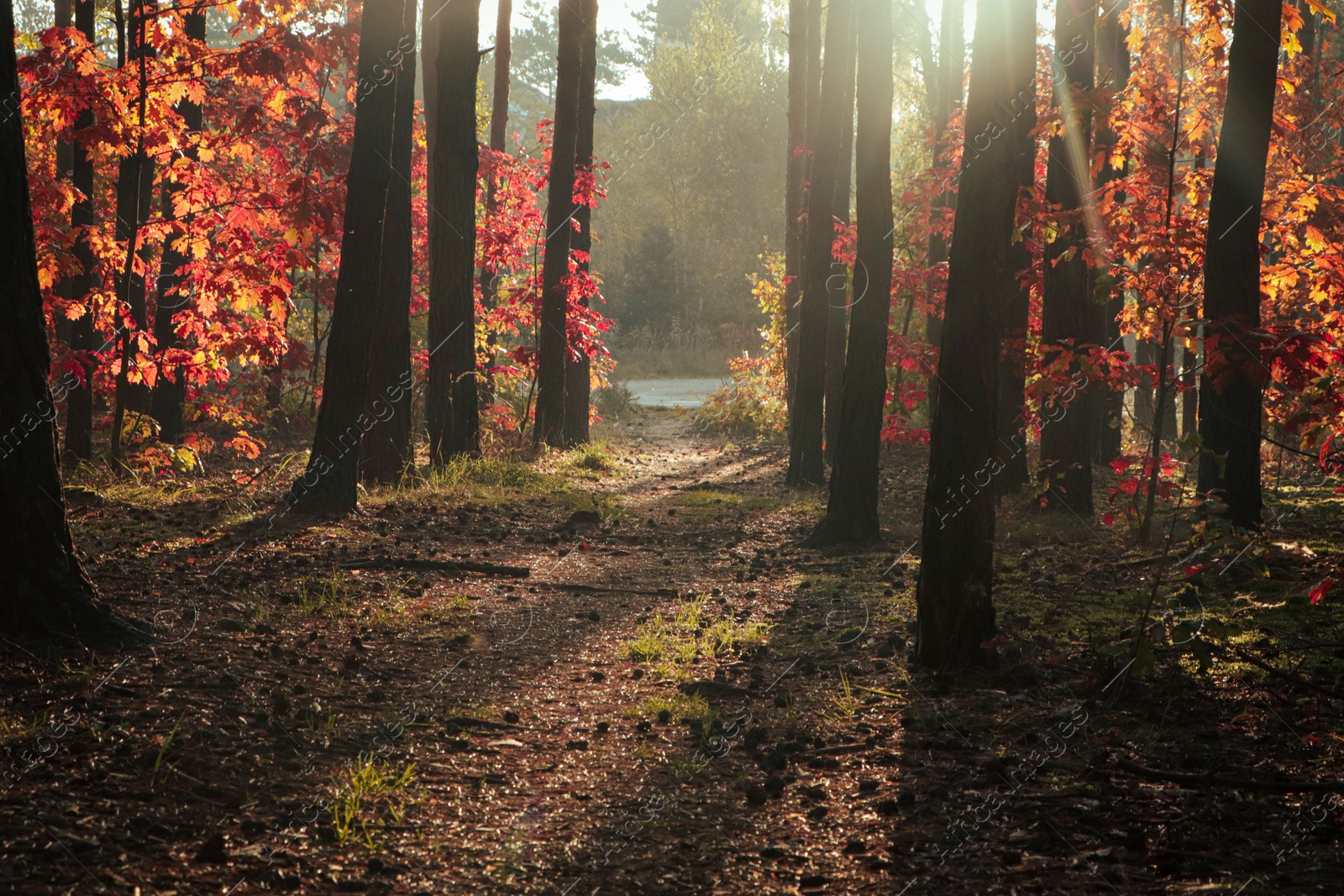 Photo of Picturesque view of forest with trees on sunny day. Autumn season