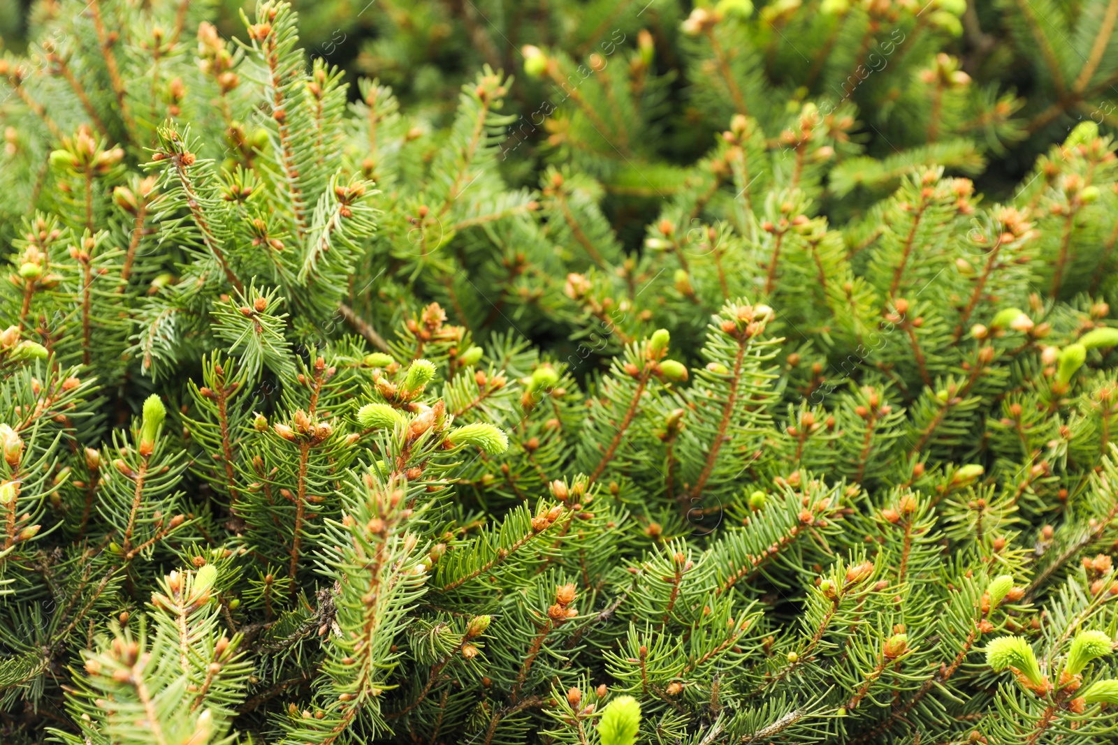 Photo of Closeup view of beautiful conifer tree with green branches