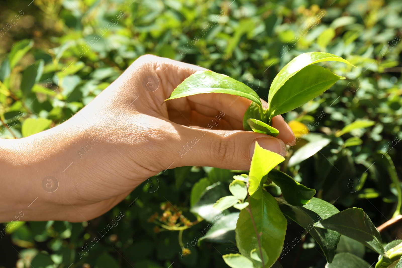 Photo of Woman picking green tea leaves outdoors on sunny day, closeup