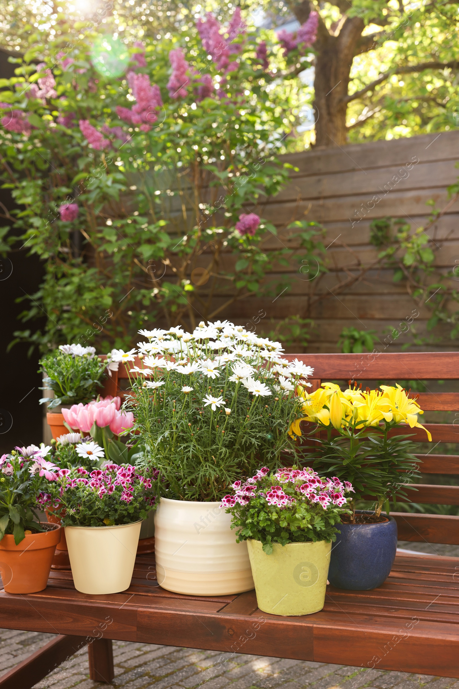 Photo of Many different beautiful blooming plants in flowerpots on wooden bench outdoors