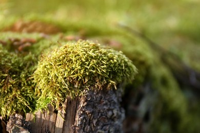 Photo of Green moss on tree stump in forest, closeup