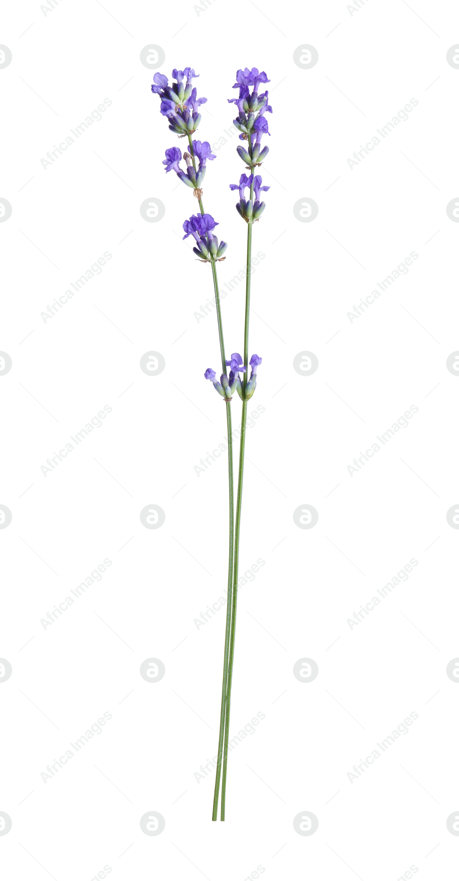 Photo of Beautiful blooming lavender flowers isolated on white