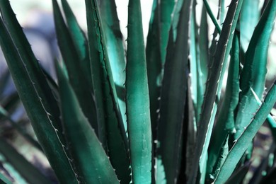 Closeup view of beautiful Agave plant on blurred background