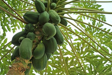 Unripe papaya fruits growing on tree outdoors