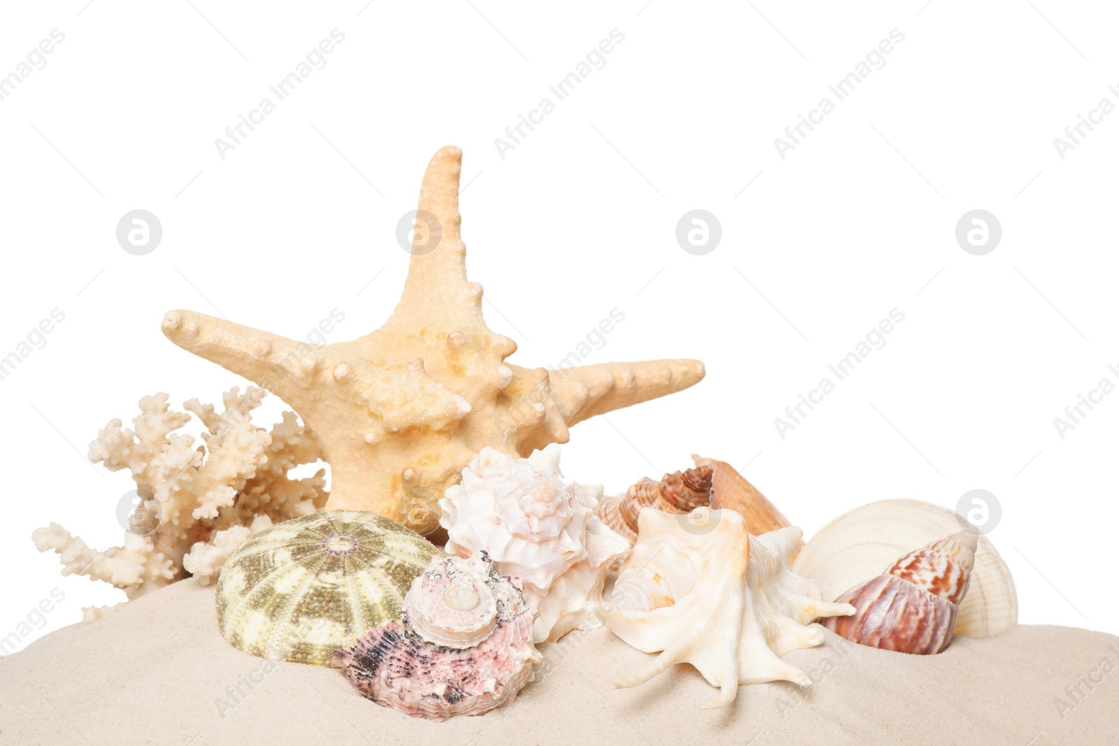 Photo of Beautiful starfish, coral and sea shells in sand on white background