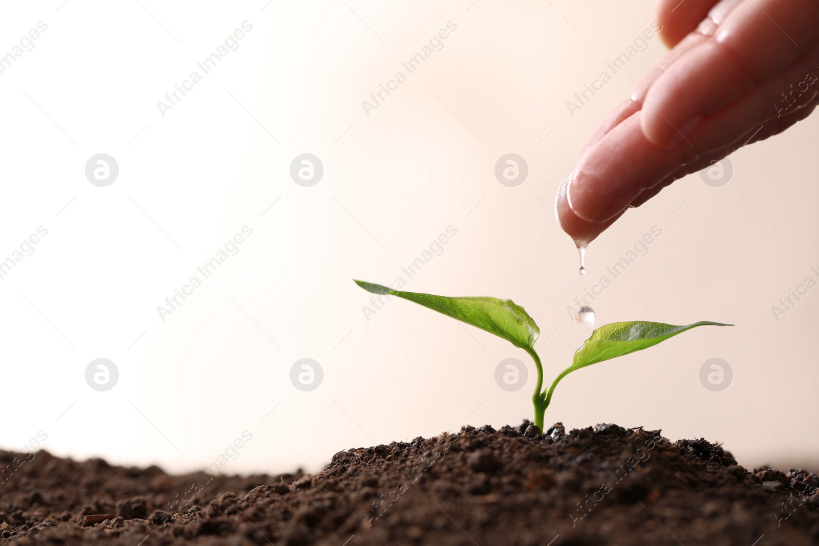 Photo of Farmer pouring water on young seedling in soil against light background, closeup. Space for text