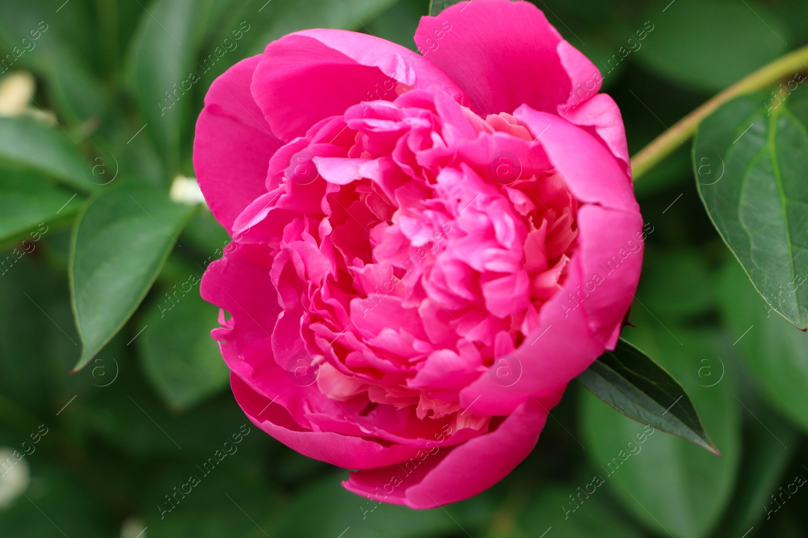 Photo of Beautiful pink peony growing in garden, closeup