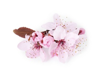 Beautiful spring tree blossoms isolated on white