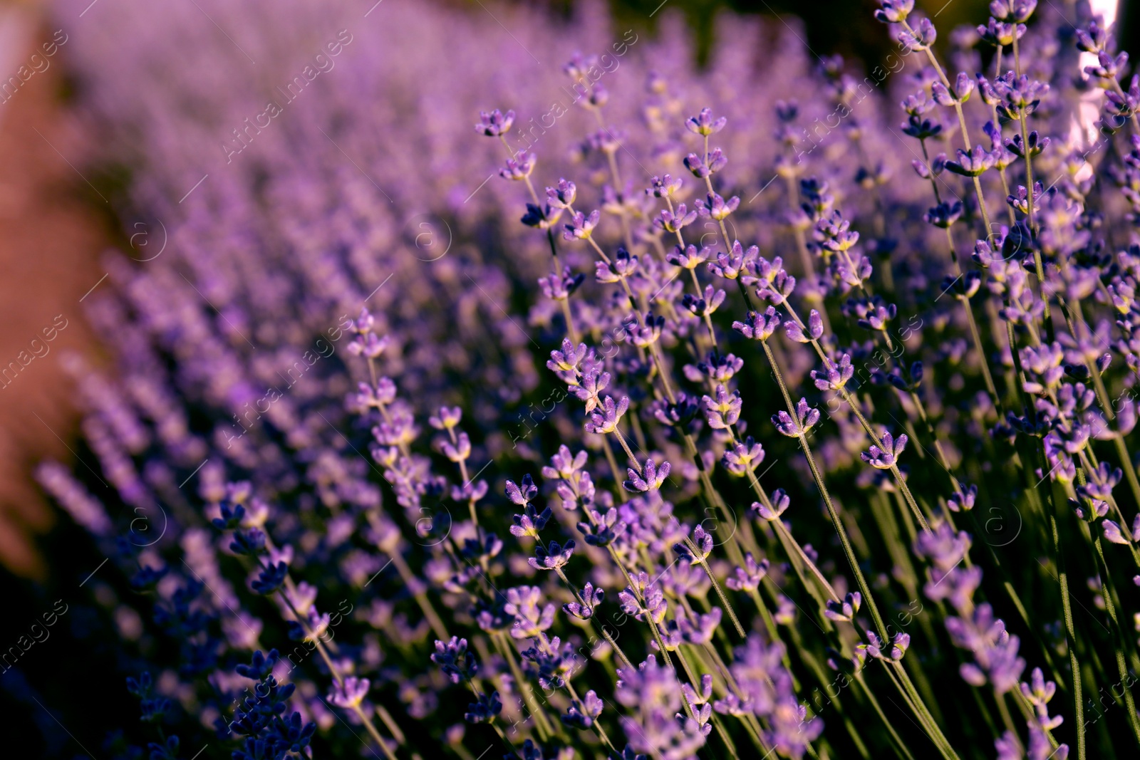 Photo of Beautiful lavender flowers growing in field, closeup