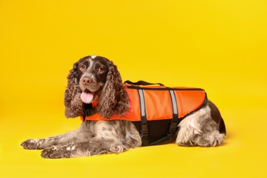 Dog rescuer in life vest on yellow background