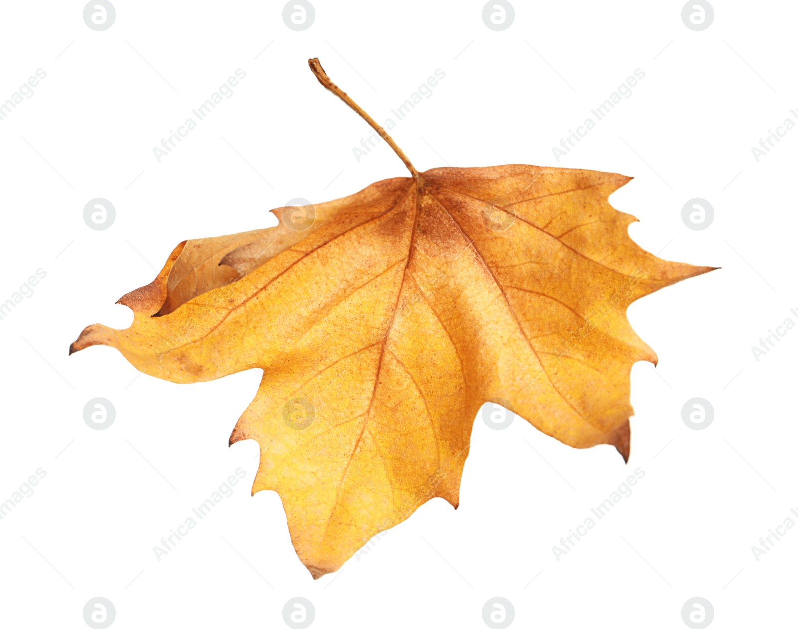 Photo of Beautiful autumn leaf on white background. Fall foliage