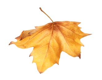 Photo of Beautiful autumn leaf on white background. Fall foliage