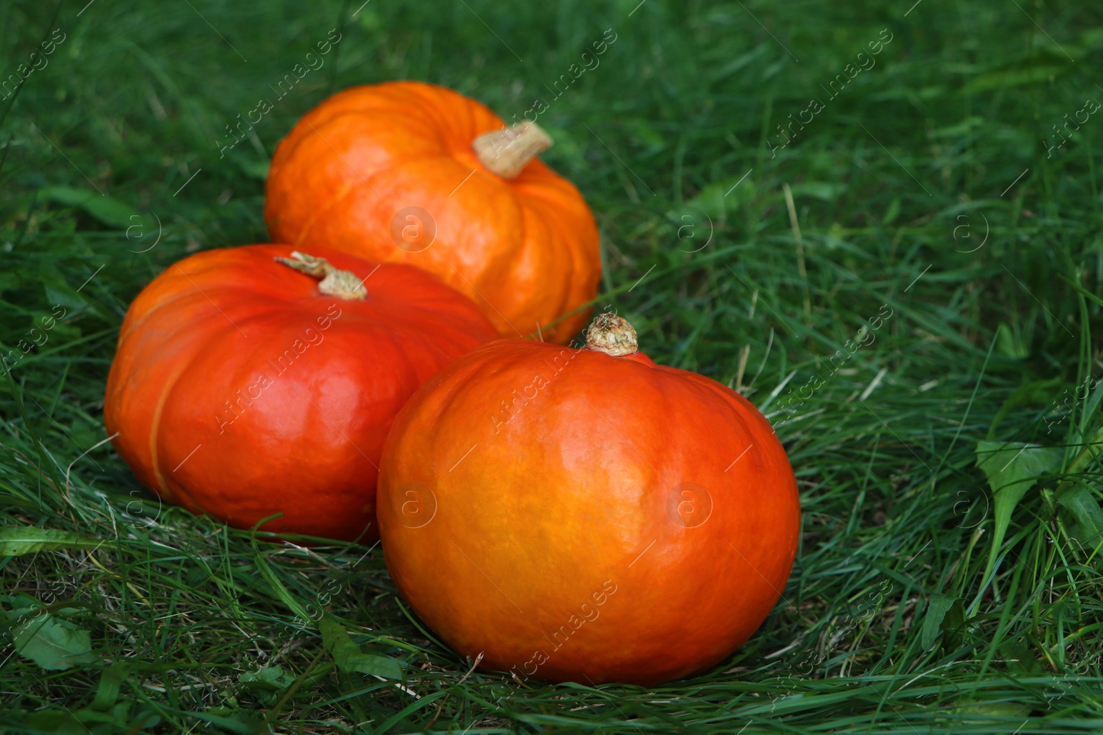 Photo of Many ripe orange pumpkins among green grass outdoors