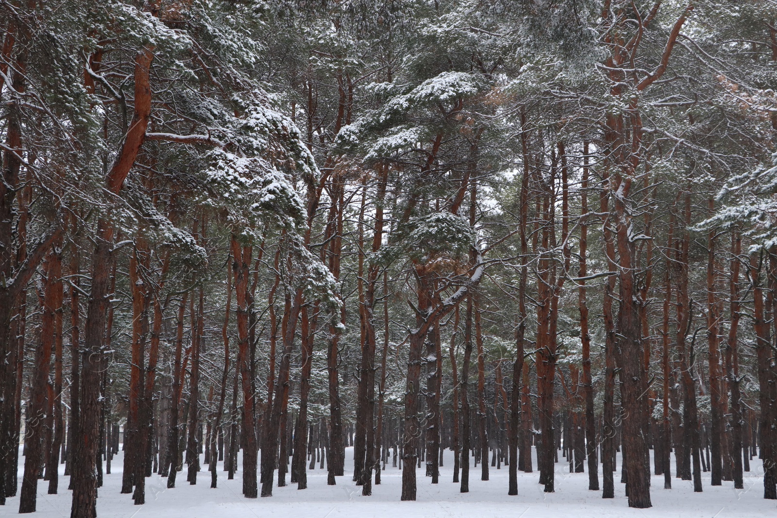 Photo of Picturesque view of beautiful forest covered with snow