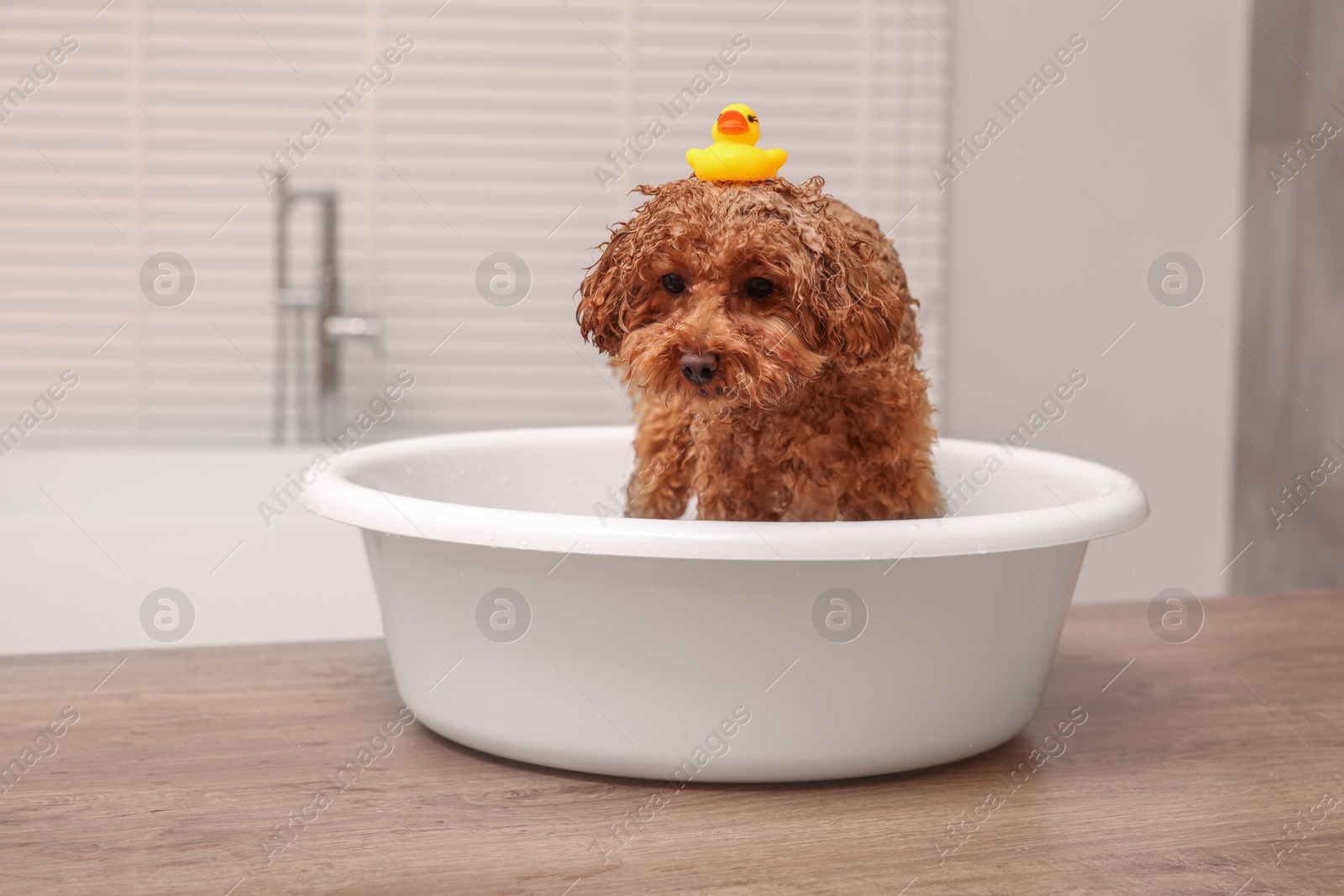 Photo of Cute Maltipoo dog with rubber duck in basin on wooden table indoors. Lovely pet