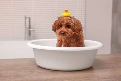 Cute Maltipoo dog with rubber duck in basin on wooden table indoors. Lovely pet