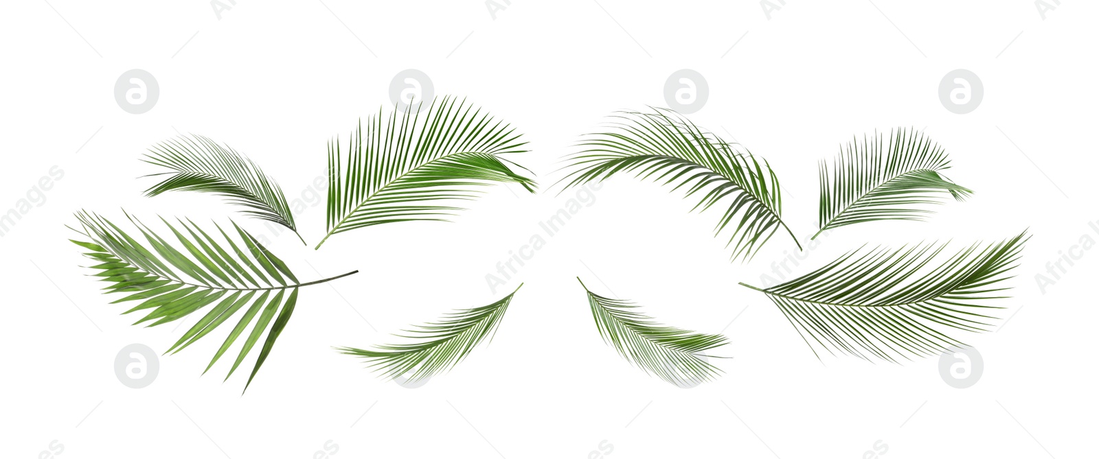 Image of Set of tropical leaves on white background. Banner design