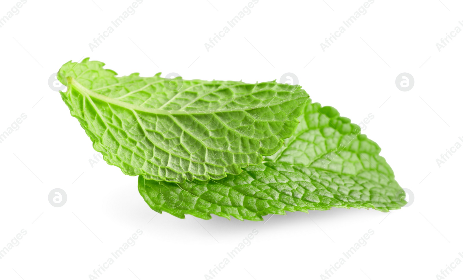 Photo of Fresh mint plant with green leaves isolated on white